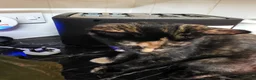 Mixed Breed cats for sale: Tortoiseshell Female Kitten For Rehome  - Advert 5