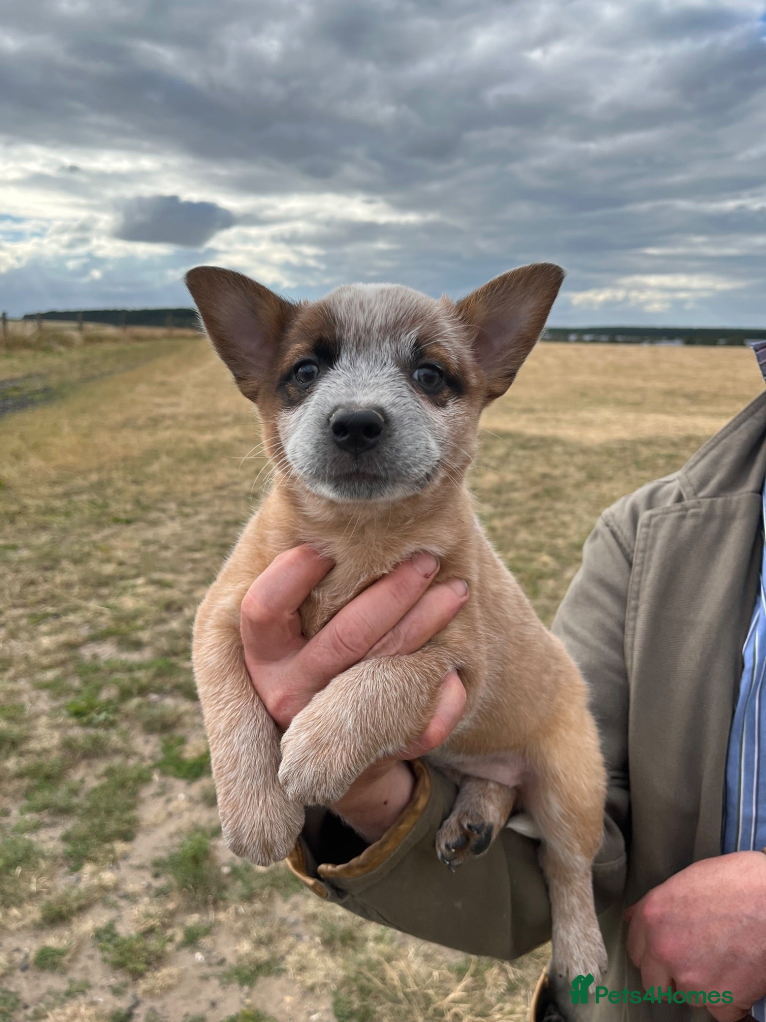 Australian Cattle Dog dogs Australian Cattle Dogs - Advert 2