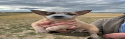 Australian Cattle Dog dogs for sale: Australian Cattle Dogs - Advert 2