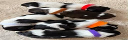 Shih Tzu dogs for sale: Imperial Shih Tzu - Advert 24