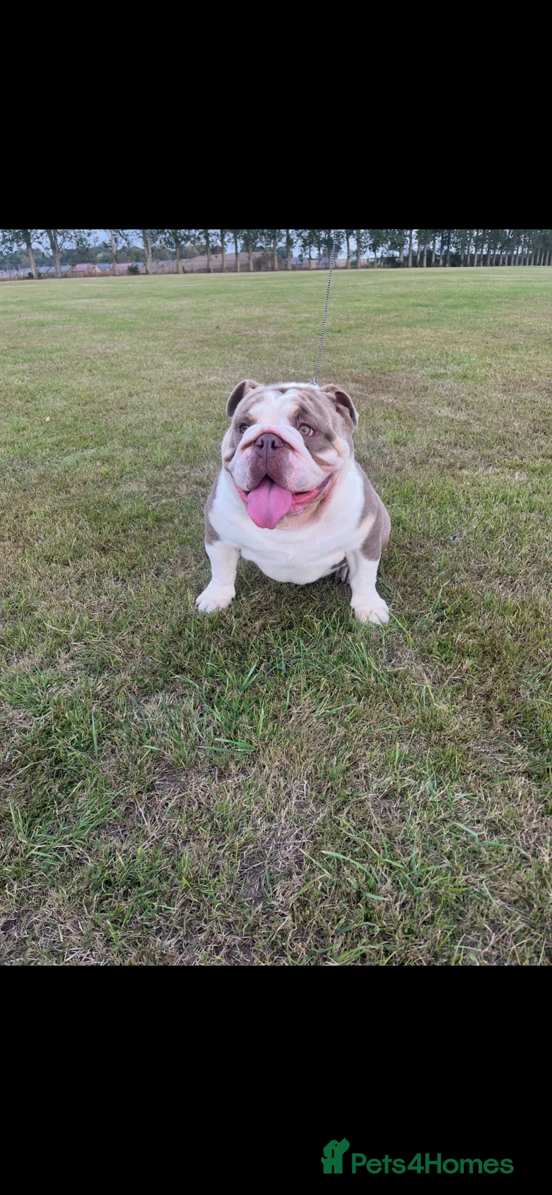 English Bulldog dogs for sale: Bruce in Scunthorpe - Advert 3