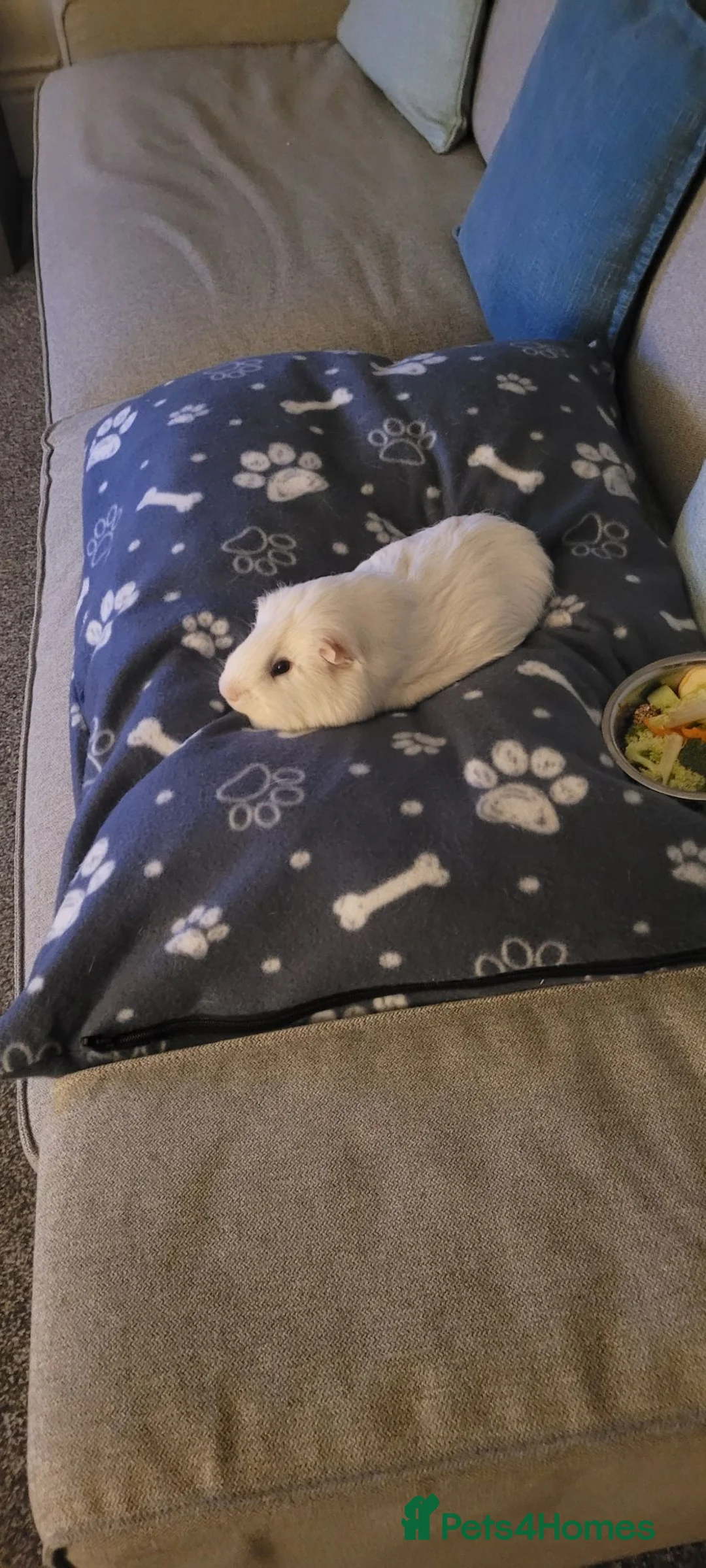 Guinea Pig rodents for sale: Male guinea pig - Advert 2