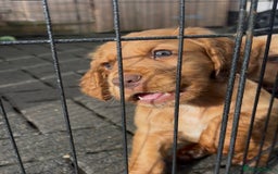 Cocker Spaniel dogs for sale: Working Cocker Spaniels  - Image 18