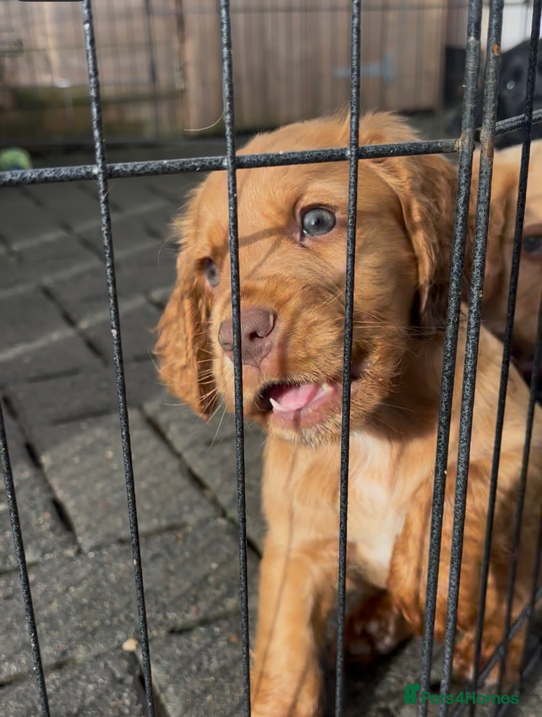 Cocker Spaniel dogs for sale: Working Cocker Spaniels  - Image 18