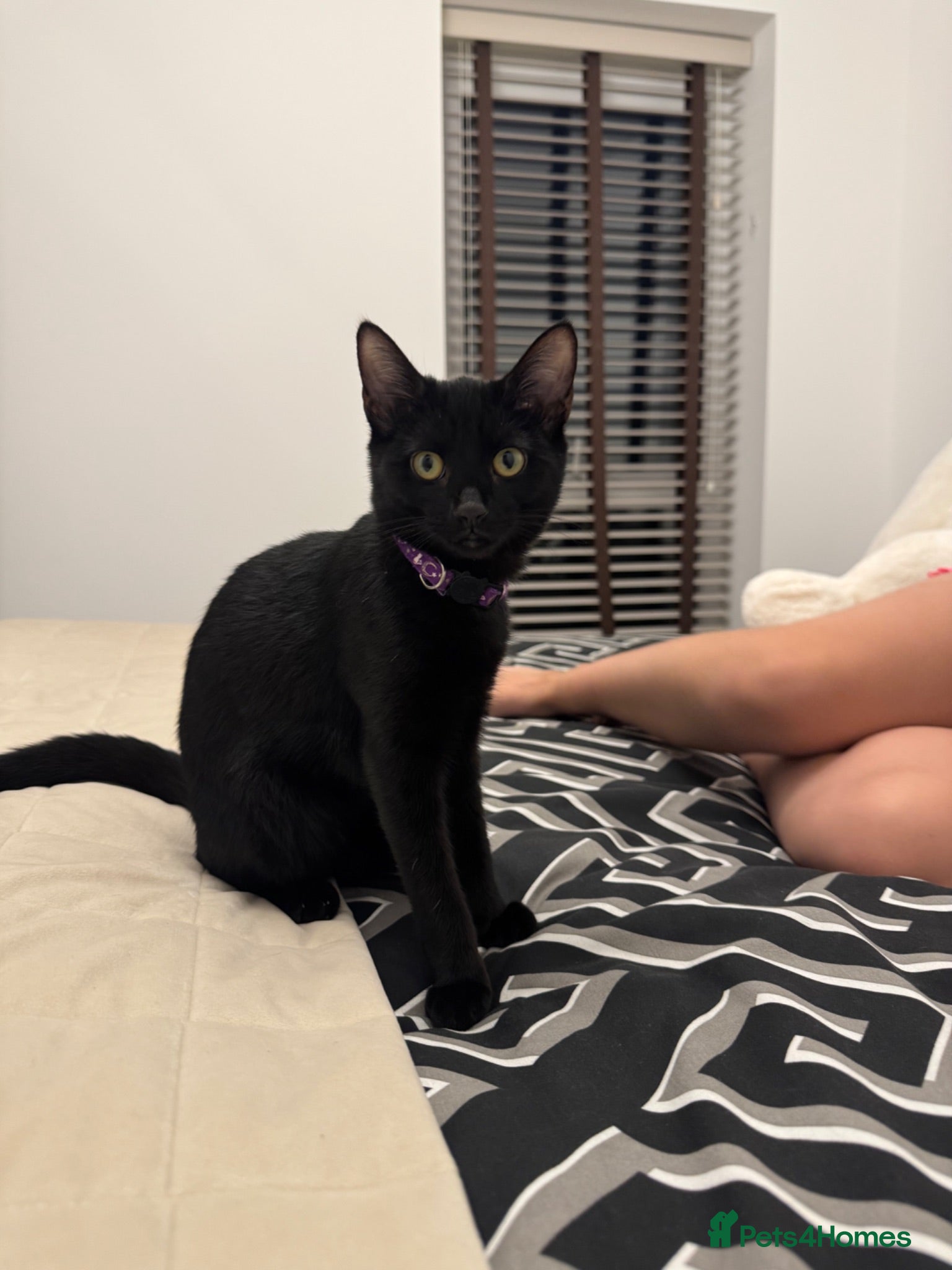 British Shorthair cats Black female kitten  - Advert 1