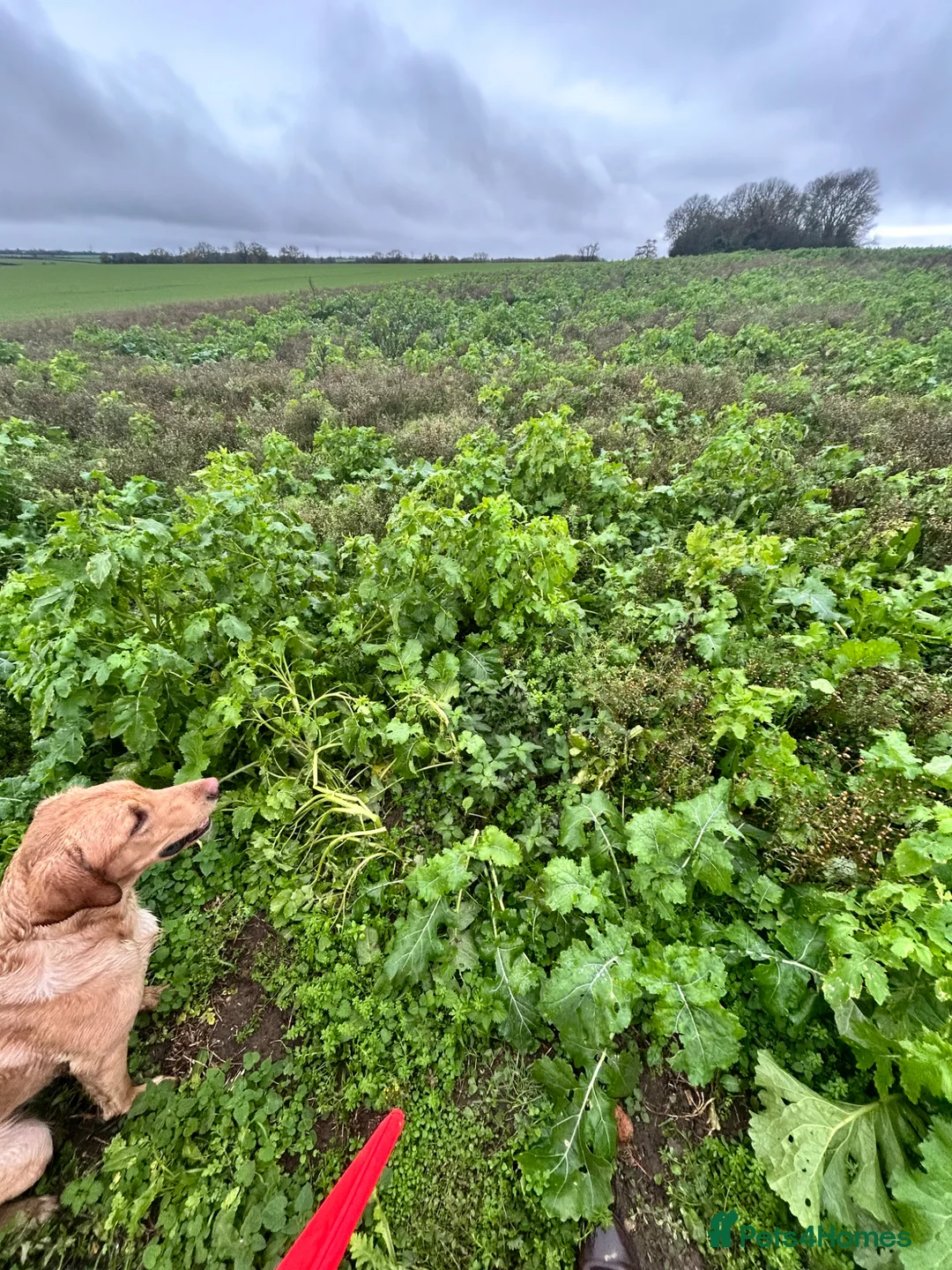 Labrador Retriever dogs for stud: Future stud dog. in Cirencester - Advert 3