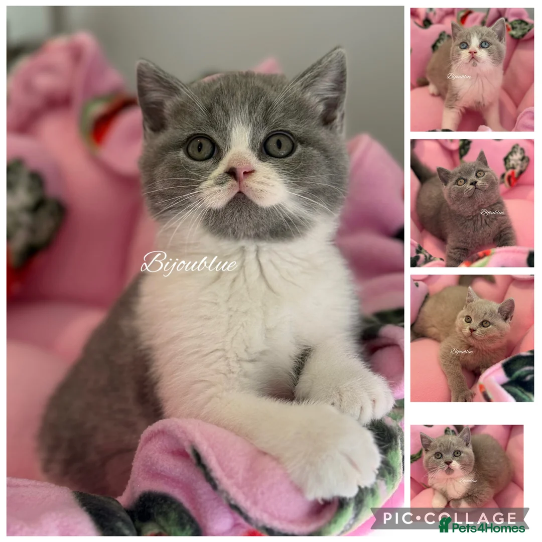 British Shorthair cats for stud: ⭐️ Two Imported Powerhouse Studs ⭐️ in London - Advert 8