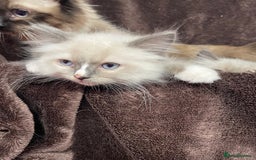Ragdoll cats for sale: Ragdoll kittens  - Image 3