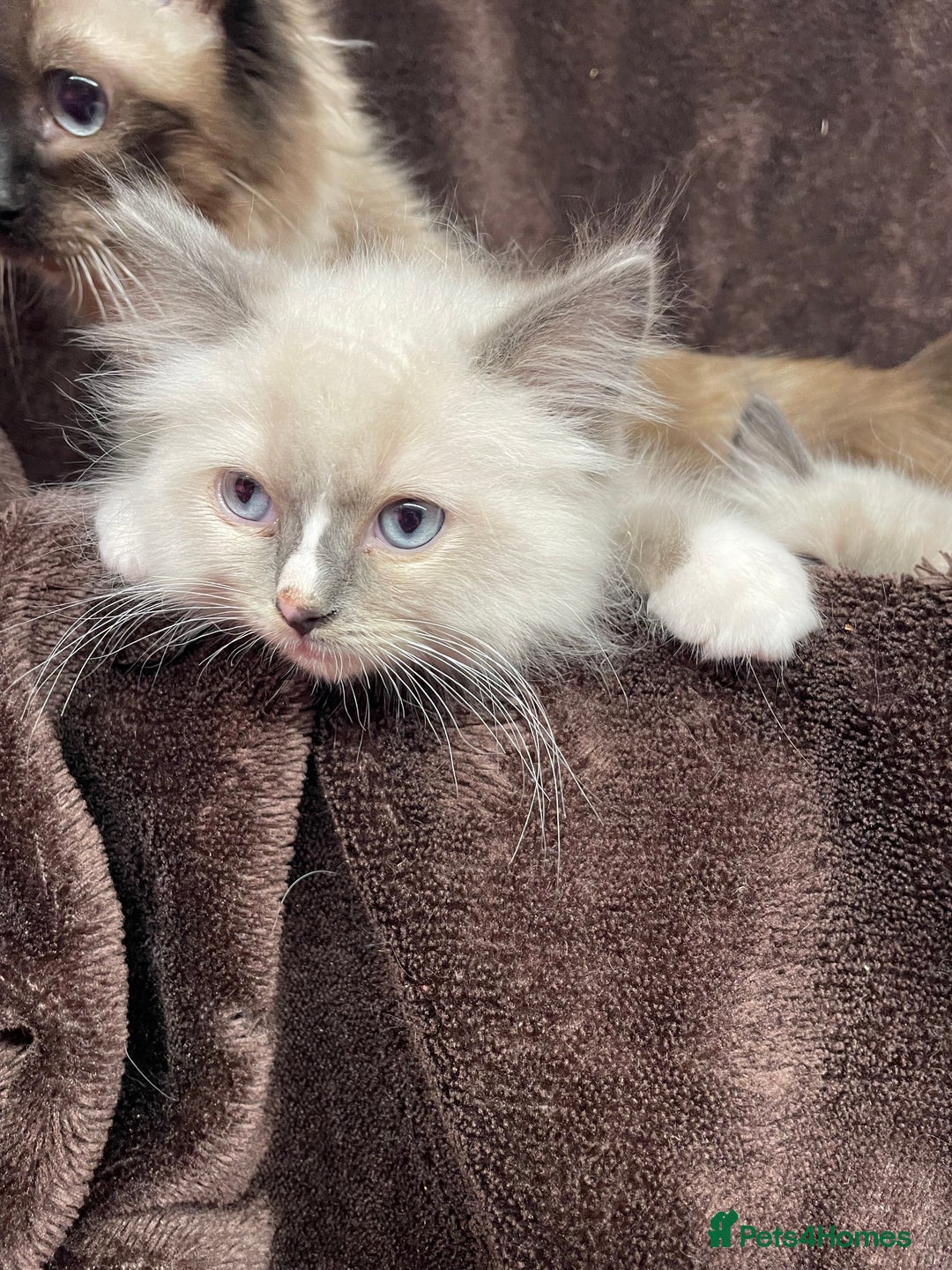 Ragdoll cats for sale: Ragdoll kittens  - Image 3