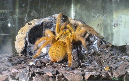 Tarantulas invertebrates for sale: Pterinochilus murinus RCF Usumbura / OBT - Image 5