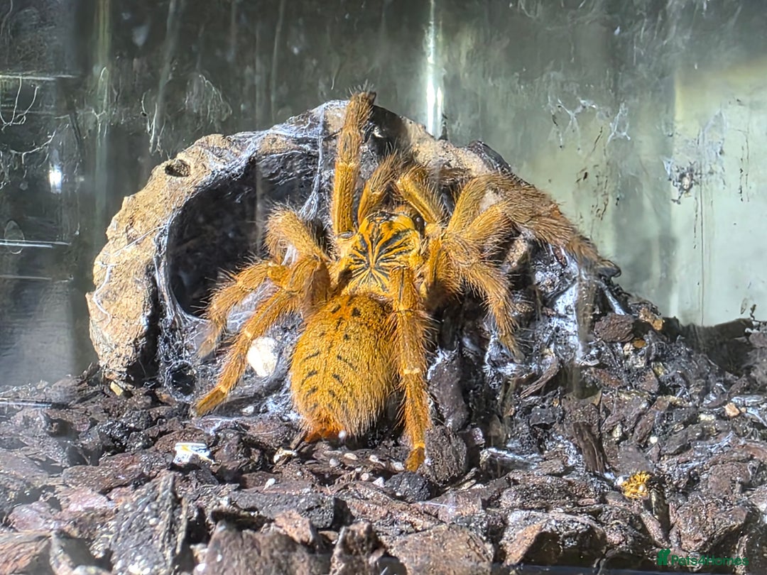 Tarantulas invertebrates for sale: Pterinochilus murinus RCF Usumbura / OBT - Image 5