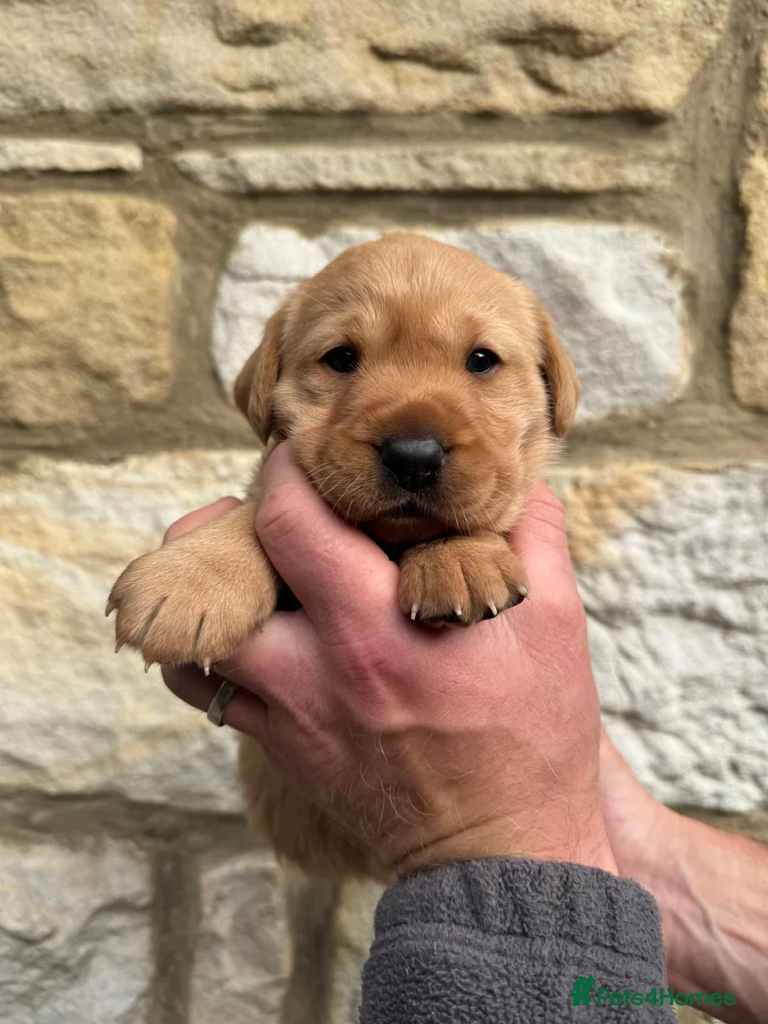 Labrador Retriever dogs for sale: KC Registered Fox Red Labrador Puppies - Advert 2