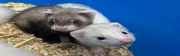 Ferret rodents for sale: Ferret Kits for sale in Huntingdon - Advert 4
