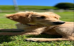 Golden Retriever dogs for sale: Special home needed - KC Golden Retriever Male   in Knighton - Image 2