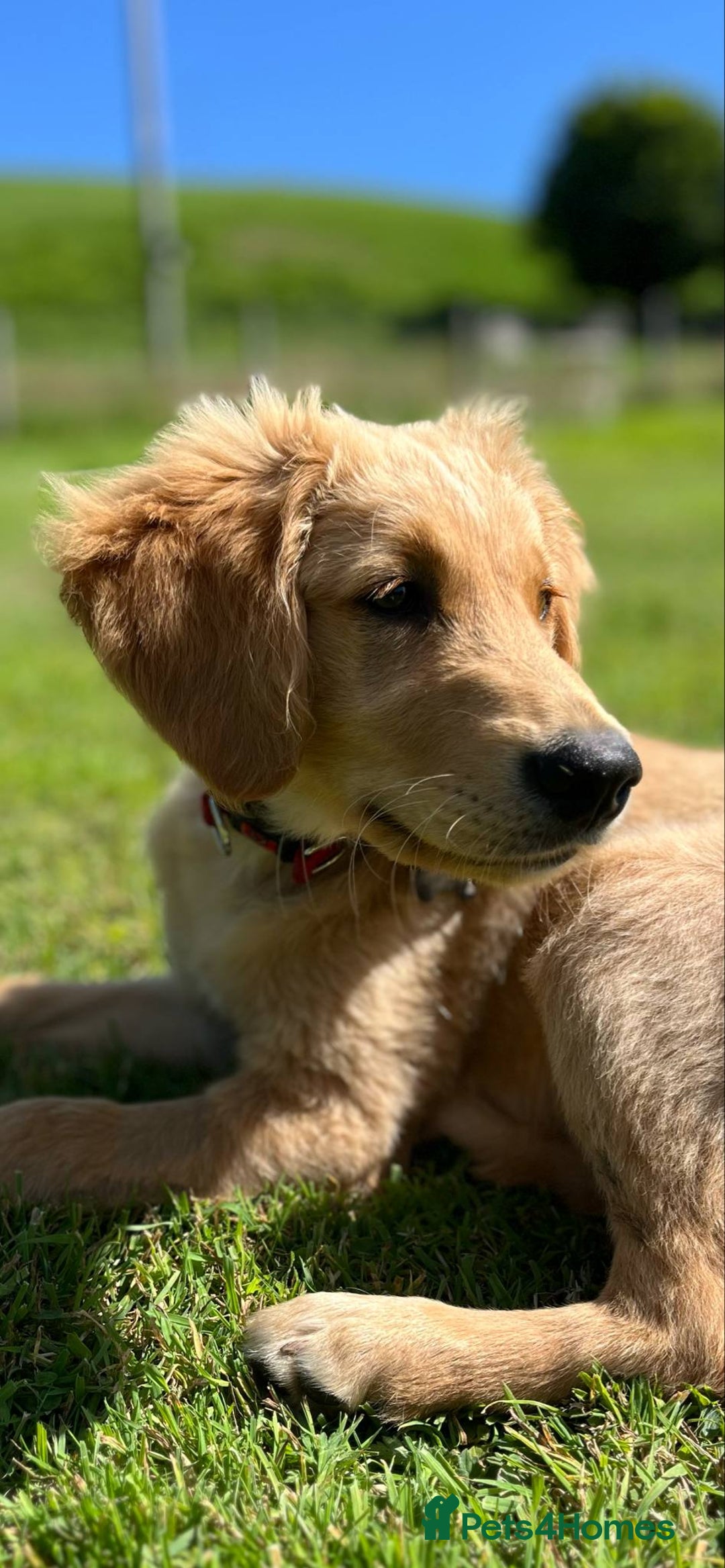 Golden Retriever dogs for sale: Special home needed - KC Golden Retriever Male   in Knighton - Image 2