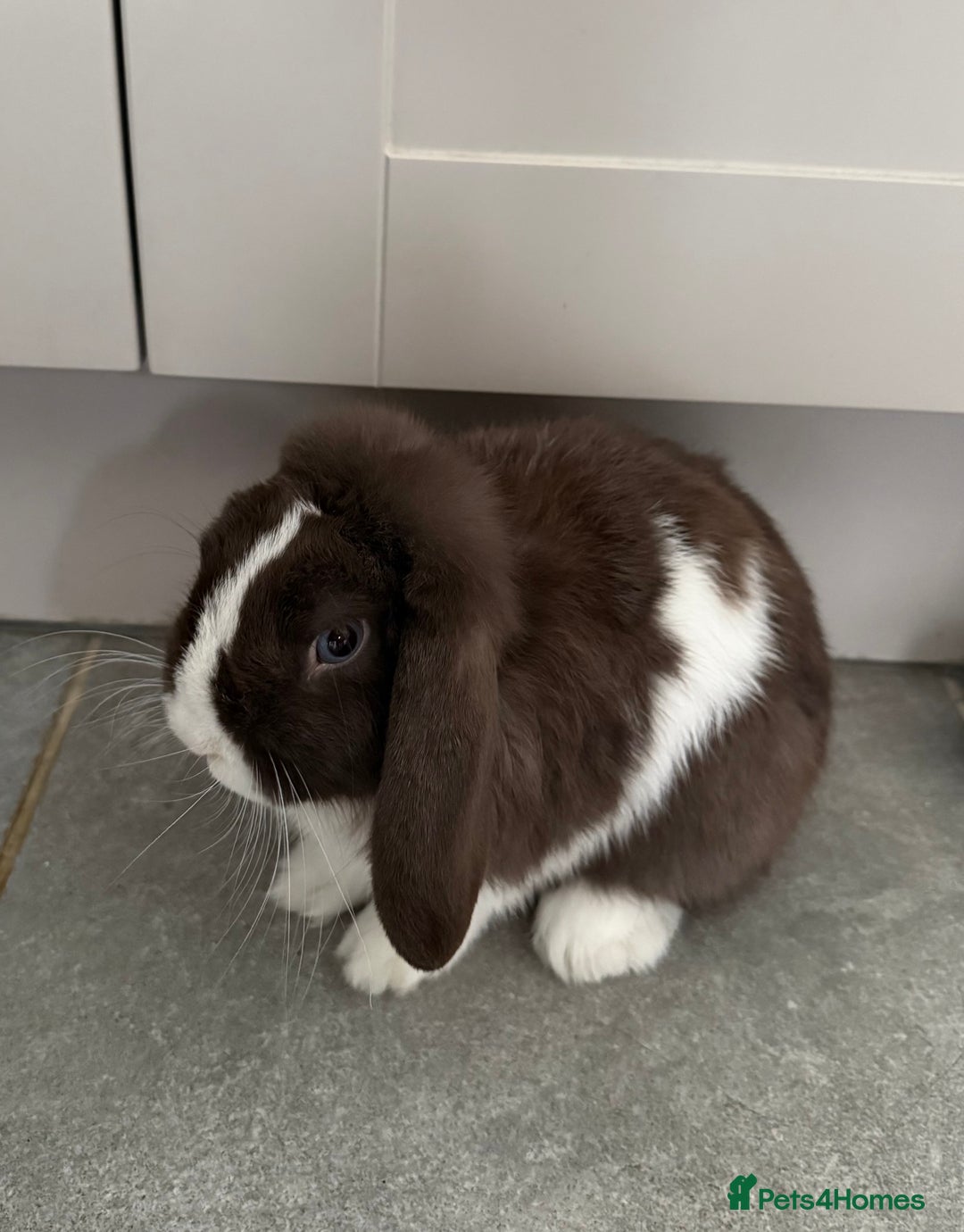 Mini Lop rabbits for sale: House rabbit  - Advert 2