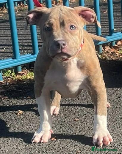 American Bully dogs Pocket bullies Last remaining pup reduced price❤️ - Advert 18