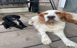 Cocker Spaniel dogs for sale: Working Cocker Spaniel Puppies - Image 6