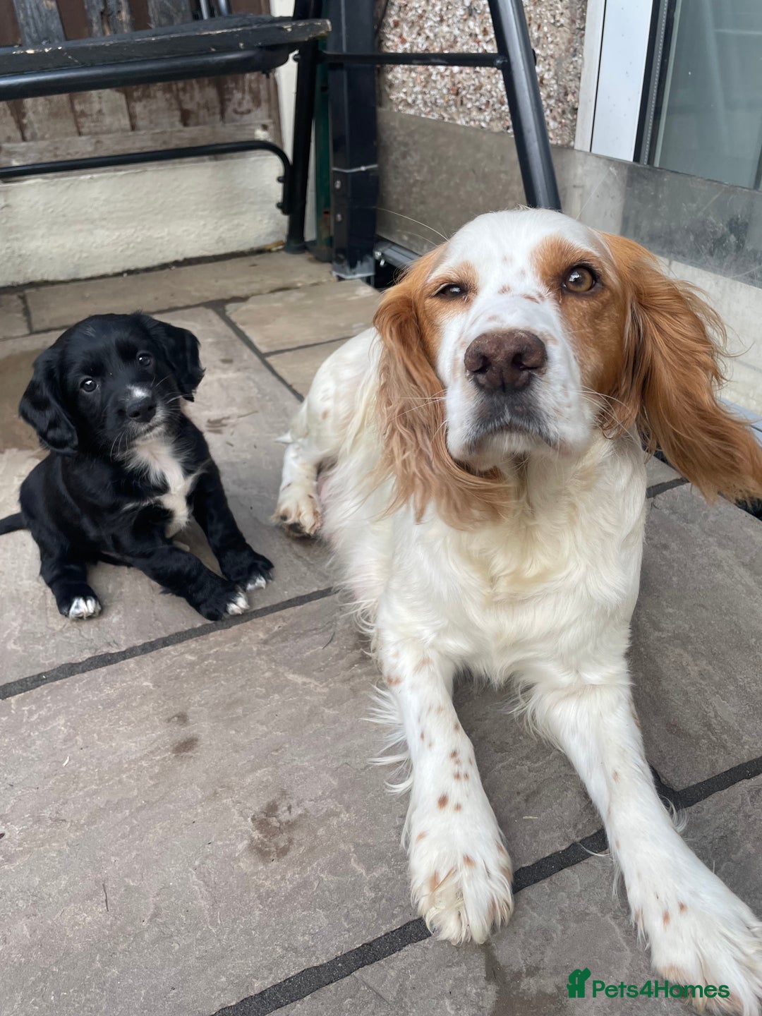 Cocker Spaniel dogs for sale: Working Cocker Spaniel Puppies - Image 6