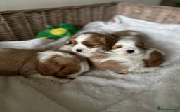 Cavalier King Charles Spaniel dogs for sale: Cavalier King Charles puppies  - Image 6