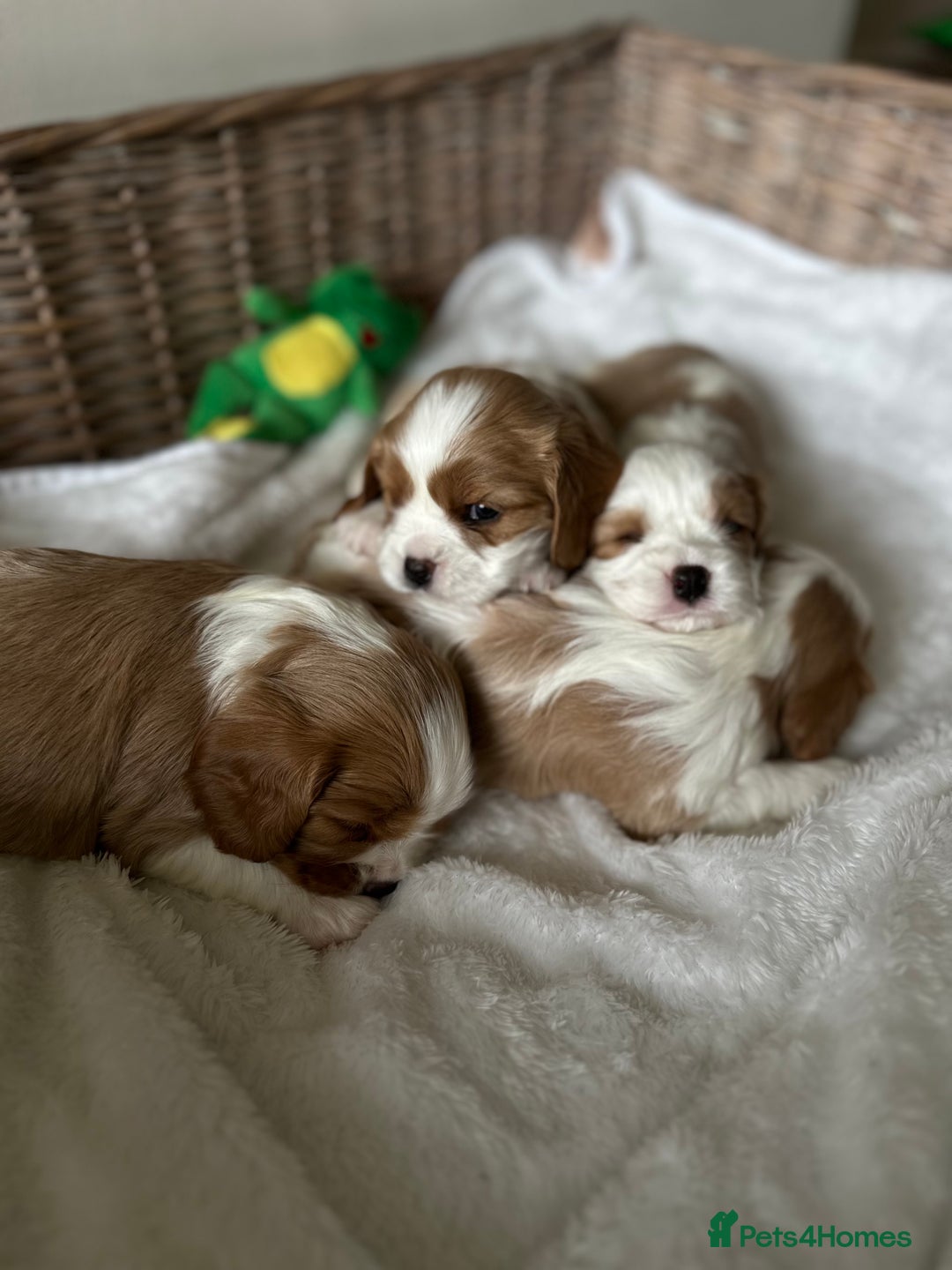 Cavalier King Charles Spaniel dogs for sale: Cavalier King Charles puppies  - Image 6