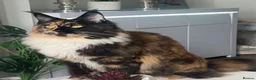 Maine Coon cats for sale: 8 Maine coon kittens  - Advert 8