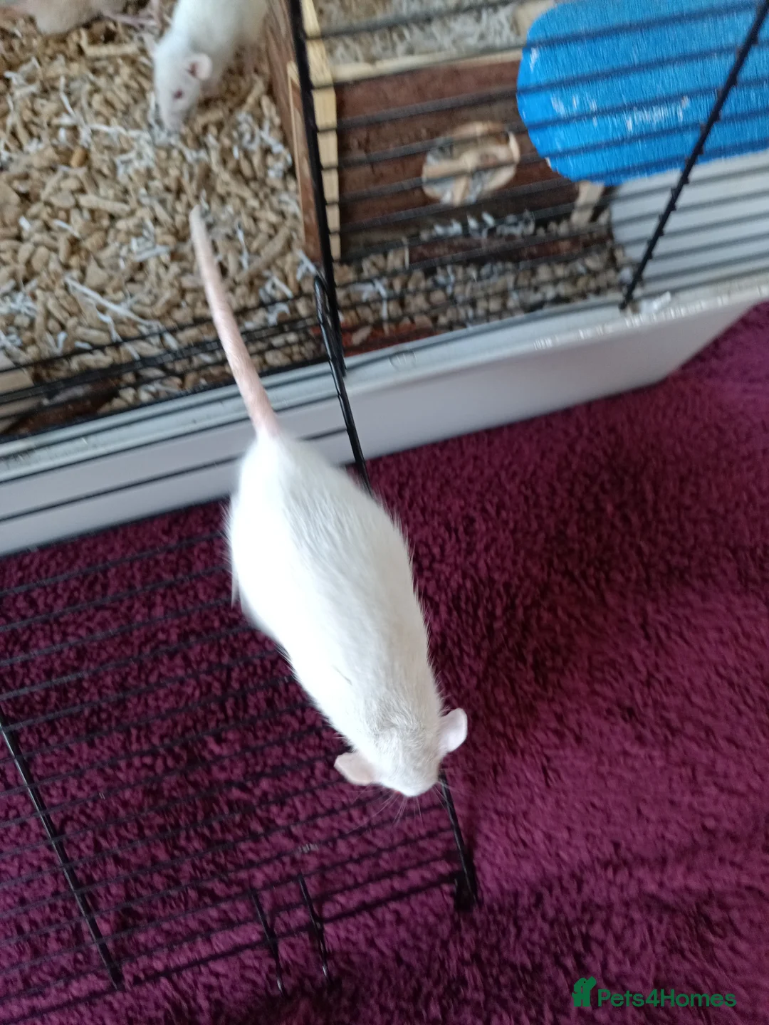 Rat rodents for sale: 3 Dwarf rats and cage  - Advert 5
