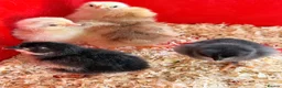 Chickens poultry for sale: Baby Chicks for sale!!  in Coventry - Advert 4