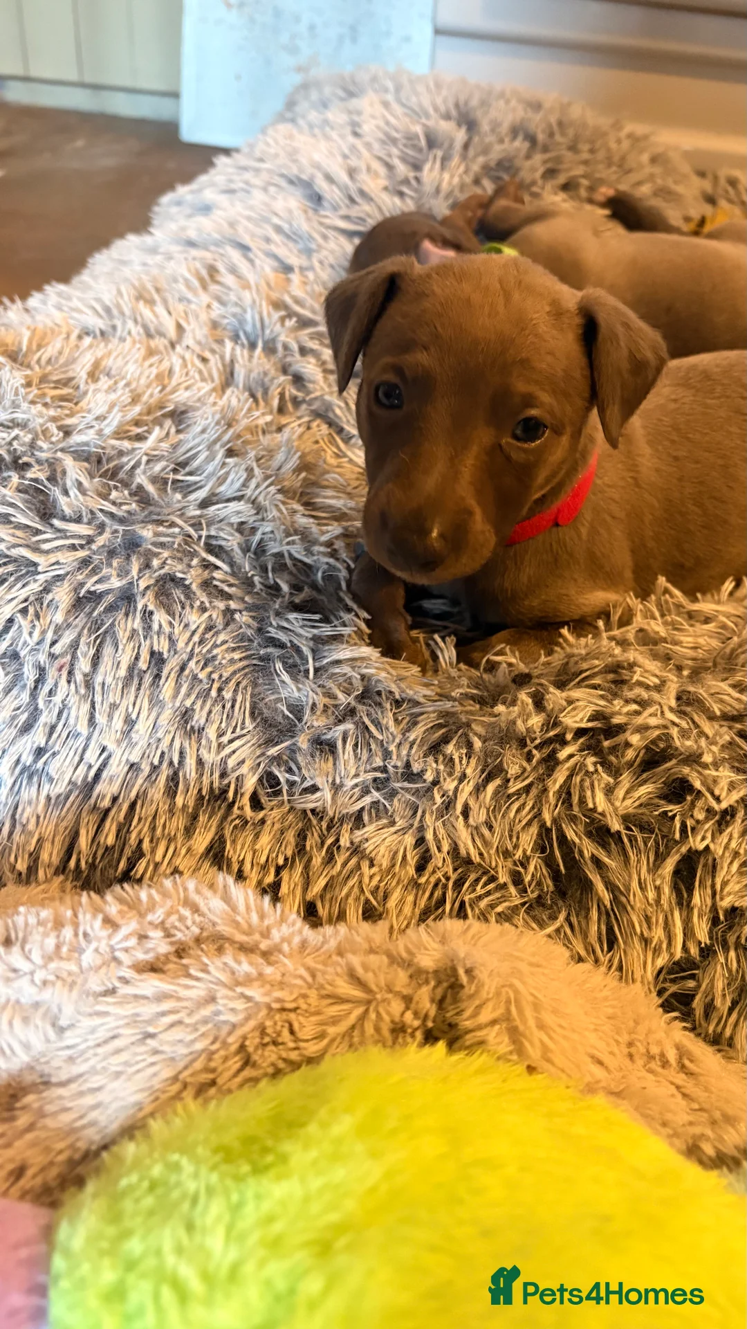 Whippet dogs for sale: KC whippet puppies - Advert 13