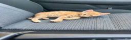 American Shorthair cats for sale: Ginger & tabby male for sale please read descripti - Advert 12