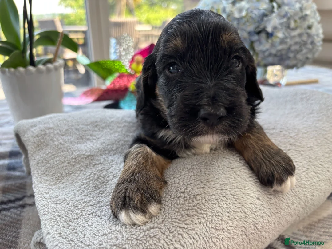 Cockapoo dogs for sale: 🐾❤️ Exceptional F1 Cockapoo Puppies ❤️🐾 - Advert 2