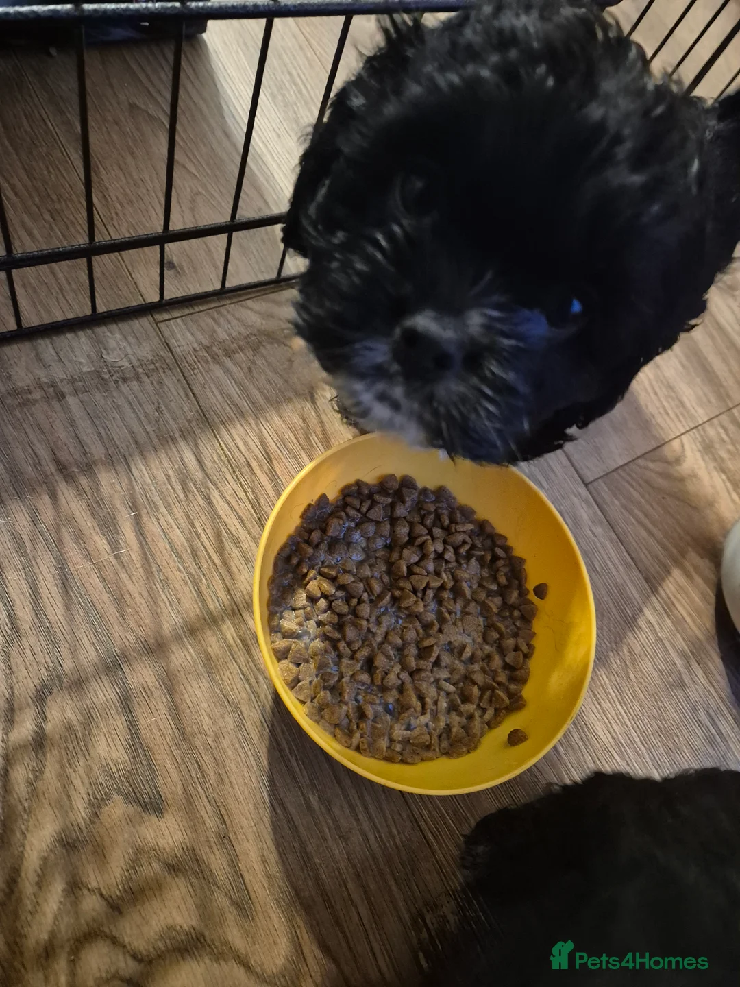 Mixed Breed dogs for sale: £800 Cocker spaniel shihtzu cross puppies  - Advert 6