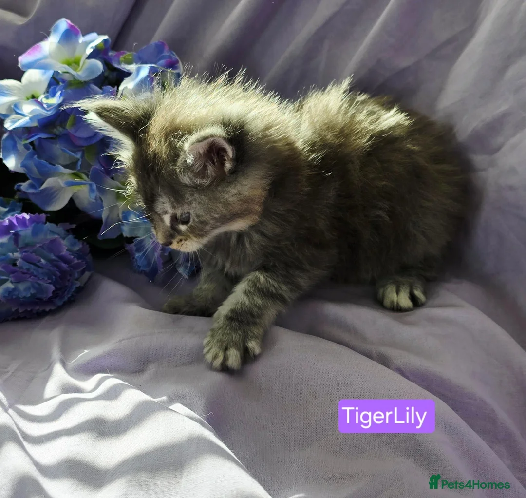 Maine Coon cats for sale: Pure maincoons ready 17/10/26 in Market Drayton - Advert 2