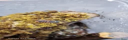 Isopods invertebrates for sale: Ember bee Isopods  - Advert 7