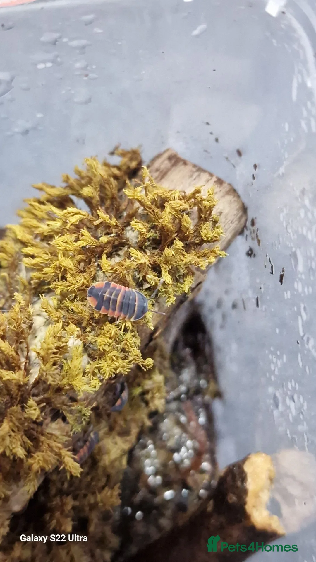 Isopods invertebrates for sale: Ember bee Isopods  - Advert 7