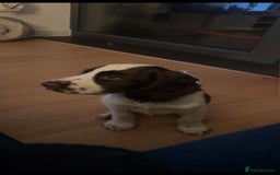 English Springer Spaniel dogs for sale: last baby looking for his forever home🥺😍 - Advert 2