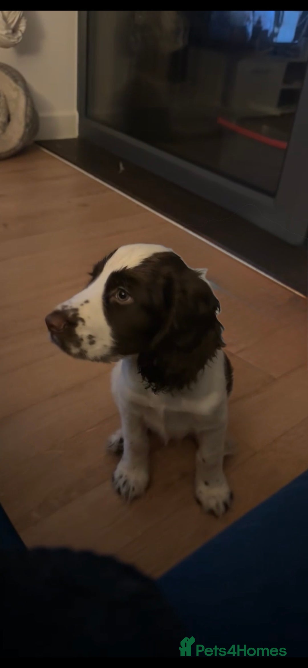 English Springer Spaniel dogs for sale: last baby looking for his forever home🥺😍 - Advert 2