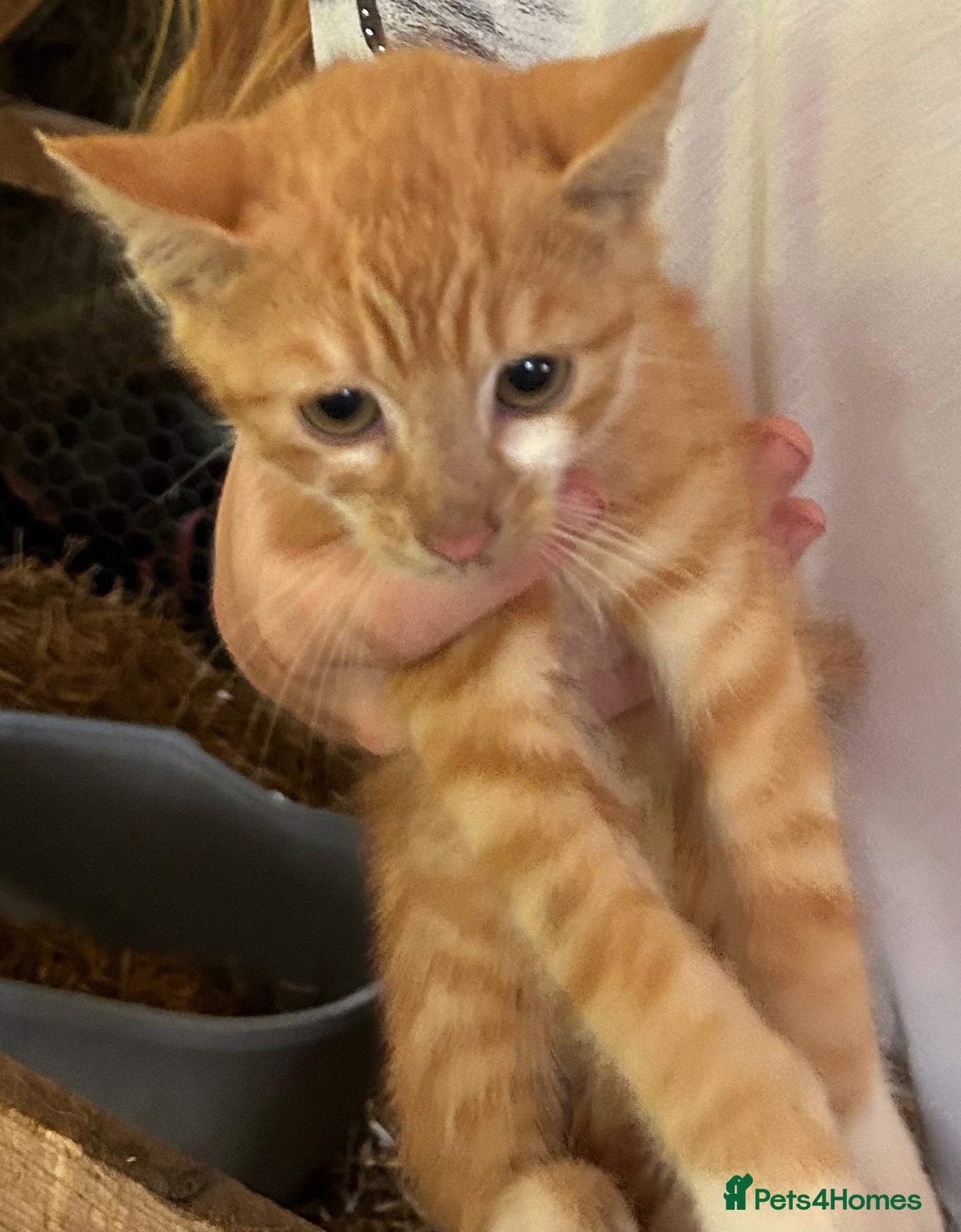 Mixed Breed cats Lovely kittens for sale  - Advert 1