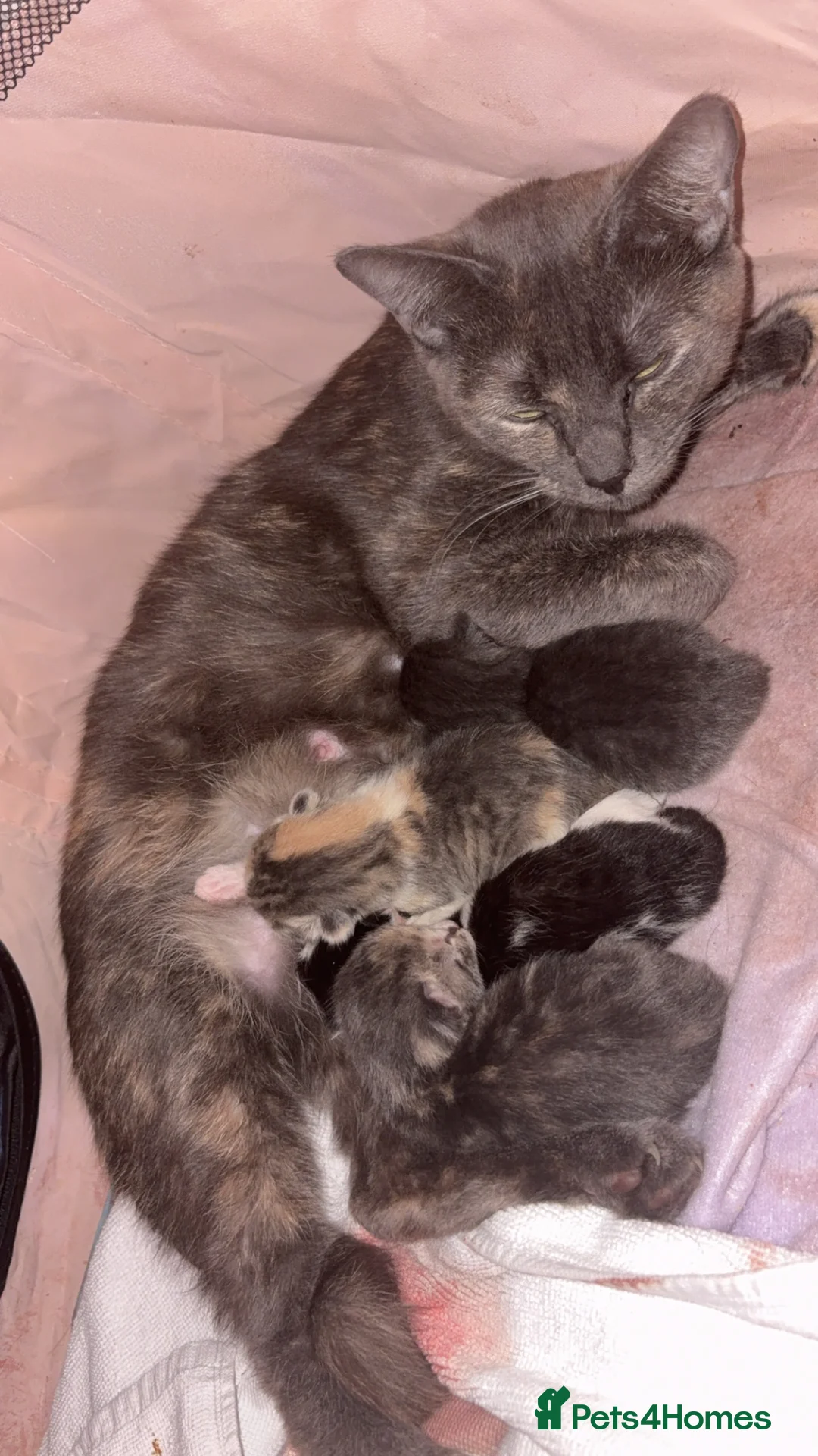 Mixed Breed cats for sale: Kittens in Derby - Advert 1