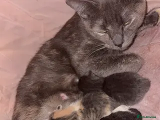 Mixed Breed cats Kittens - Advert 2