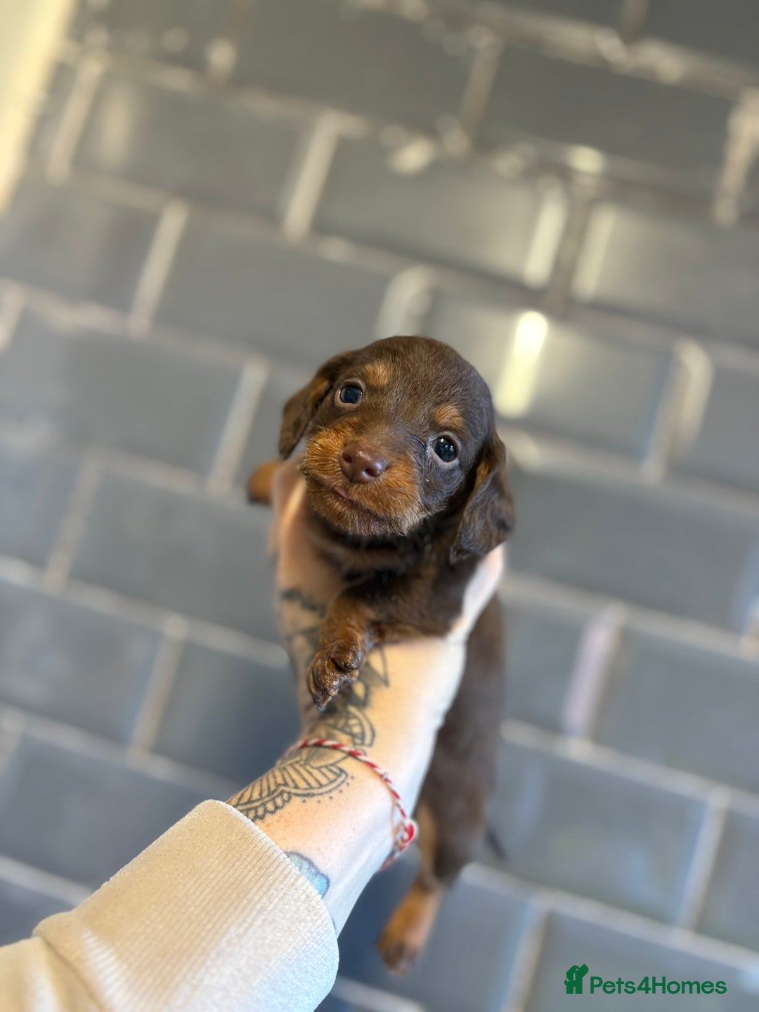 Mixed Breed dogs for sale: F1 Toy Doxiepoo   - Image 4