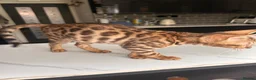 Bengal cats for sale: 2 bengal tiger  cubs for sale  - Advert 15