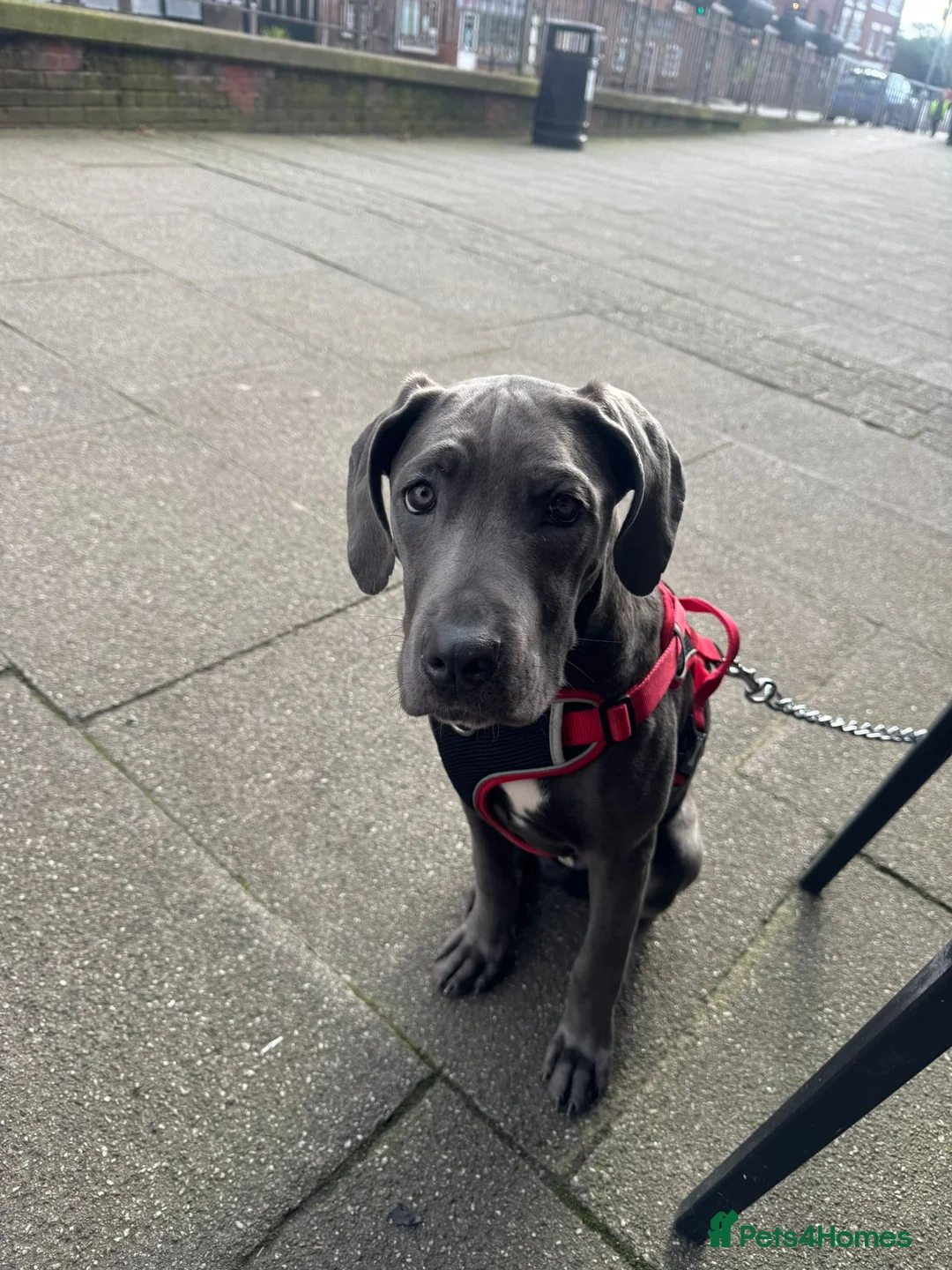 Cane Corso dogs for sale: 5 Month Old Cane Corso - Advert 1