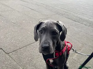 Cane Corso dogs 5 Month Old Cane Corso - Advert 2