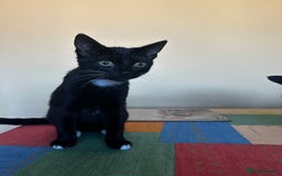 British Shorthair cats for sale: 16 week female kitten - Image 1