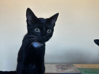 British Shorthair cats - Advert 22