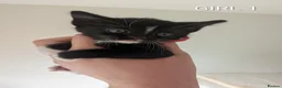 Mixed Breed cats for sale: 6 beautiful kittens looking for forever homes in Stoke-on-Trent - Advert 6