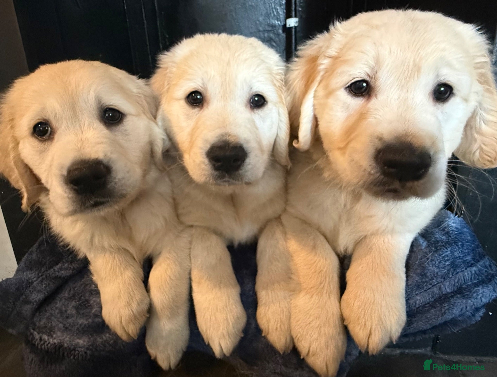 Golden Retriever dogs KC Registered Golden Retriever puppies.  - Advert 2