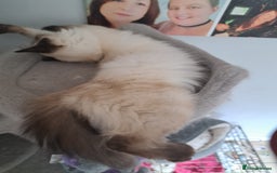 Ragdoll cats for sale: Ragdoll kitten - Image 3
