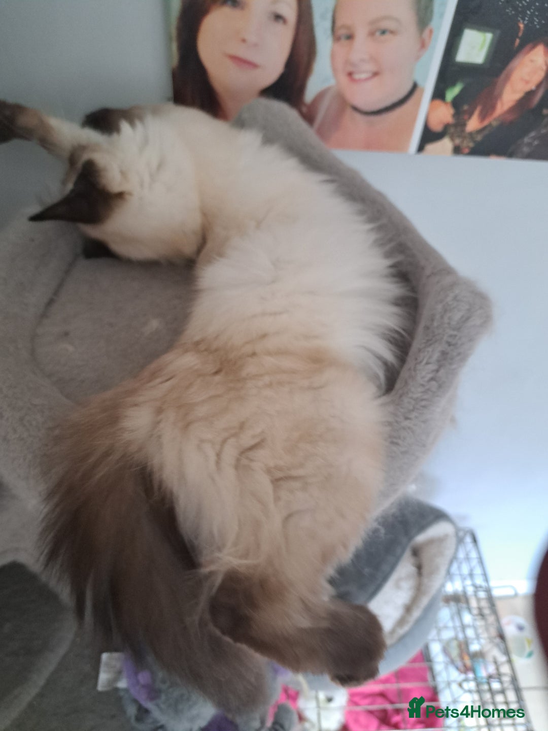 Ragdoll cats for sale: Ragdoll kitten - Image 3